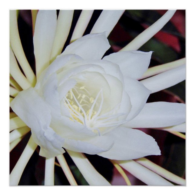 Night Blooming Staghorn Fern Poster (Vorderseite)