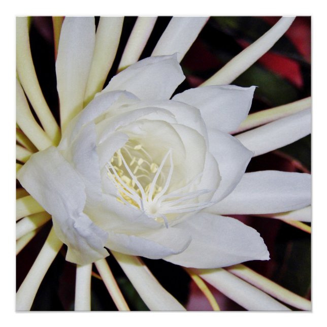 Night Blooming Staghorn Fern Poster (Vorderseite)