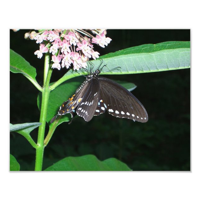 Night Butterfly Black Frack in Shenandoah Fotodruck (Vorne)