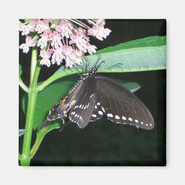 Night Butterfly Black Frack in Shenandoah Magnet (Vorne)