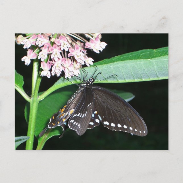 Night Butterfly Black Frack in Shenandoah Postkarte (Vorderseite)