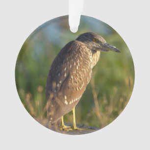 Night Heron Bird Foto Ornament