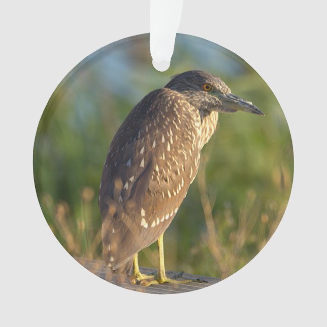 Night Heron Bird Foto Ornament (Vorderseite)