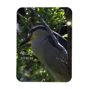 Night Heron Foto Magnet