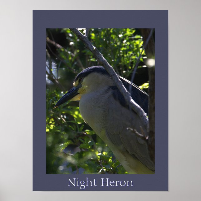 Night Heron Foto Poster (Vorne)