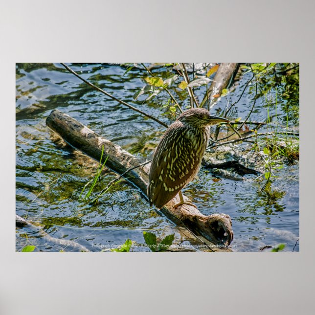Night Heron jv Poster (Vorne)