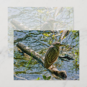Night Heron jv Postkarte