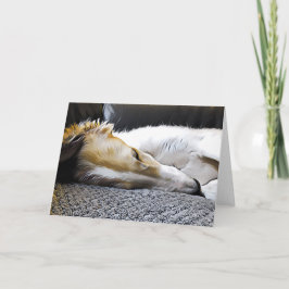 Night Night Borzoi Ankündigung