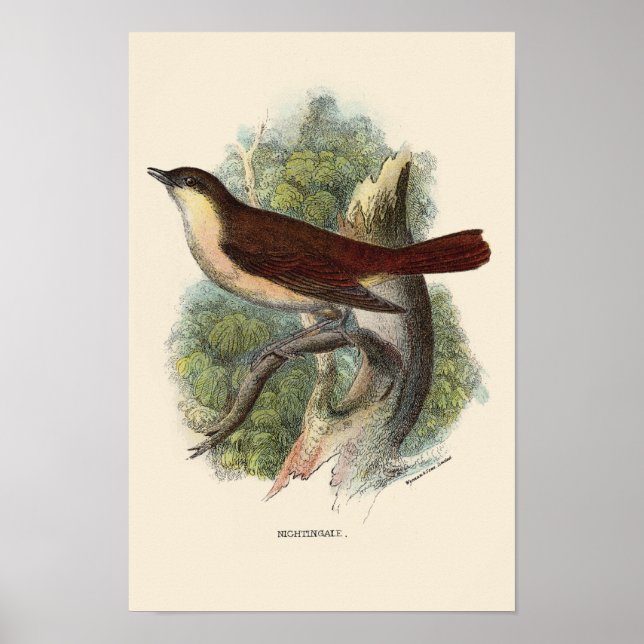 NIGHTINGALE DRUCKEN POSTER (Vorne)