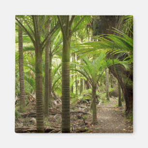 Nikau-Palmen, Heaphy Track, bei Karamea, Magnet