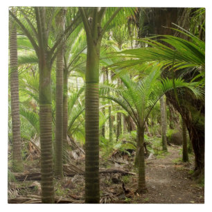 Nikau Palms, Heaphy Track, in der Nähe von Karamea Fliese