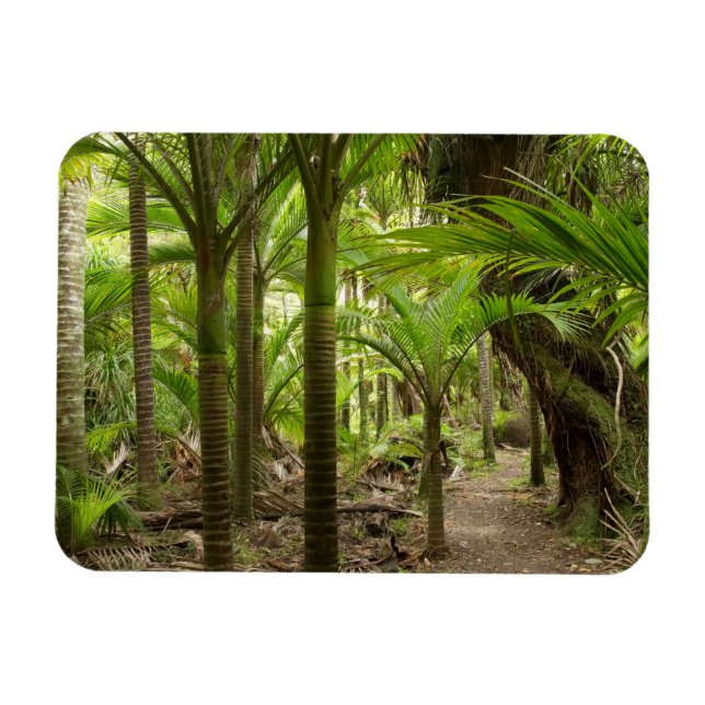 Nikau Palms, Heaphy Track, in der Nähe von Karamea Magnet (Horizontal)