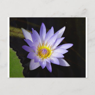 Nil-Lotus Postkarte
