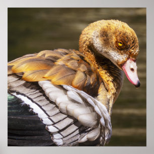 Nilgans Nahaufnahme Wildtier Vogel Natur Kunst Poster