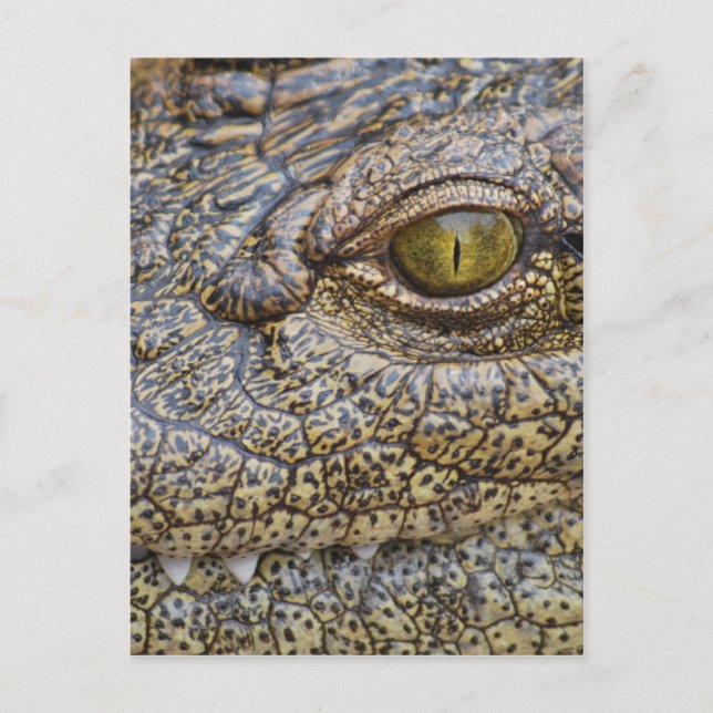 Nilkrokodil aus Afrika Postkarte (Vorderseite)