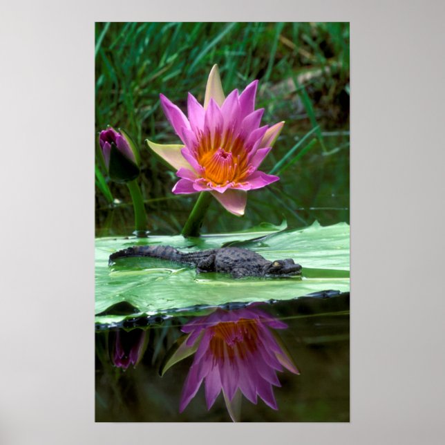 Nilkrokodil (Crocodylus Niloticus) Hatchling Poster (Vorne)