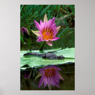 Nilkrokodil (Crocodylus Niloticus) Jungtier Poster
