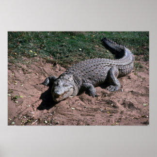 Nilkrokodil Poster