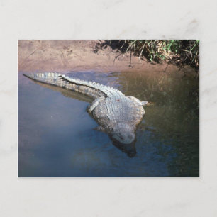 Nilkrokodil Postkarte