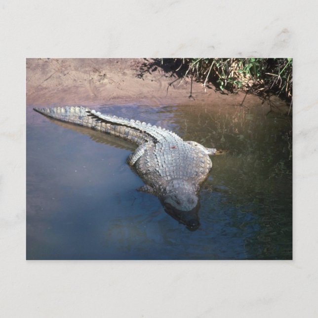 Nilkrokodil Postkarte (Vorderseite)