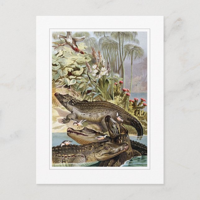 Nilkrokodil Postkarte (Vorderseite)