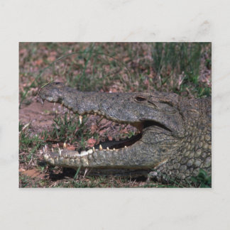Nilkrokodil Postkarte