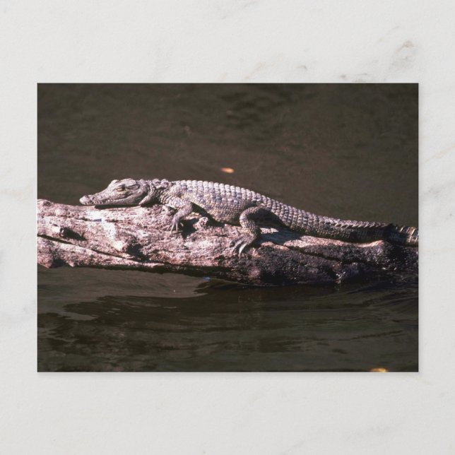 Nilkrokodil Postkarte (Vorderseite)