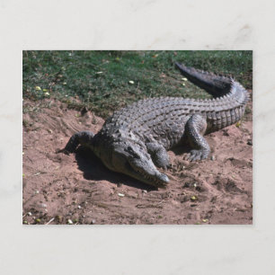 Nilkrokodil Postkarte