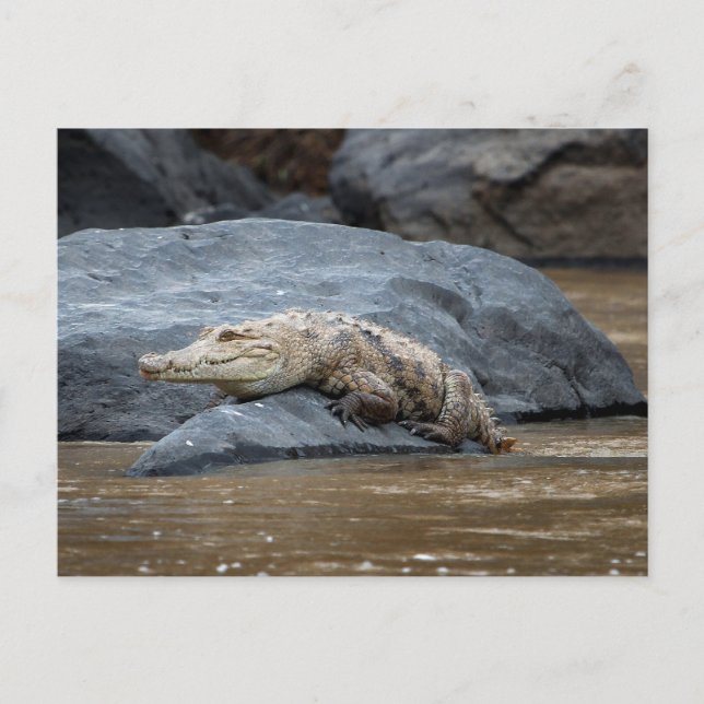 Nilkrokodil Postkarte (Vorderseite)