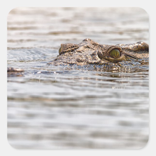 Nilkrokodil Quadratischer Aufkleber (Vorderseite)