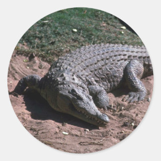 Nilkrokodil Runder Aufkleber
