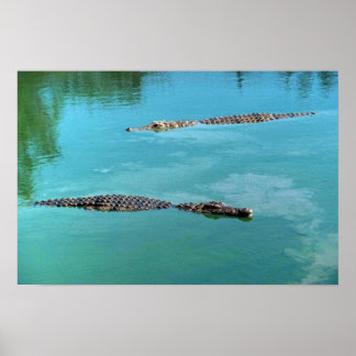 Nilkrokodile Poster