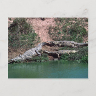 Nilkrokodile Postkarte