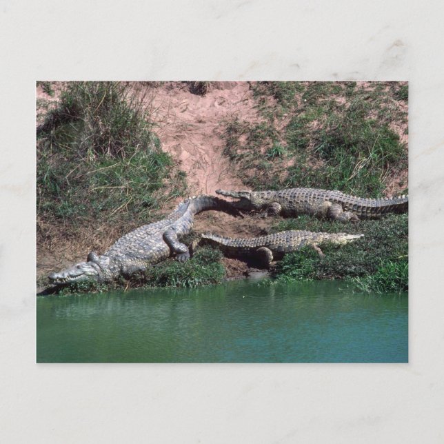 Nilkrokodile Postkarte (Vorderseite)