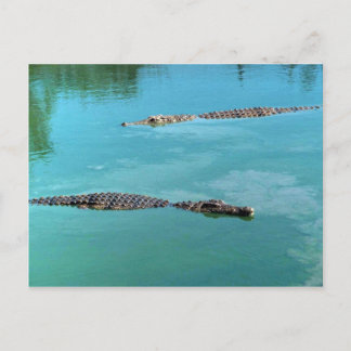 Nilkrokodile Postkarte