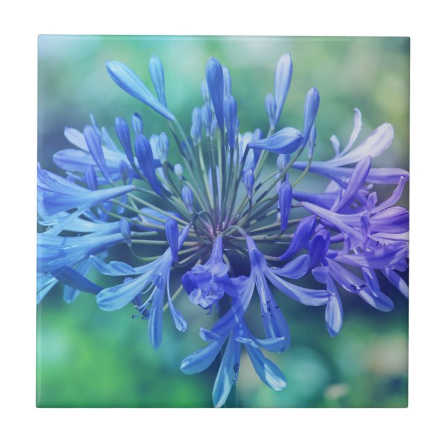 Nillilie Fliese (Vorderseite)