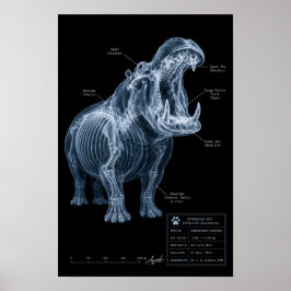 Nilpferd-Röntgen-Zoo-Exemplar Poster