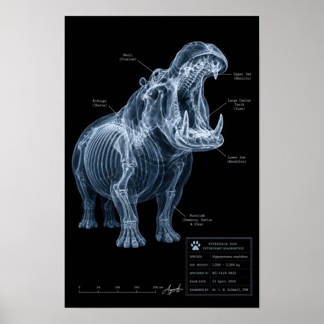 Nilpferd-Röntgen-Zoo-Exemplar Poster (Vorne)