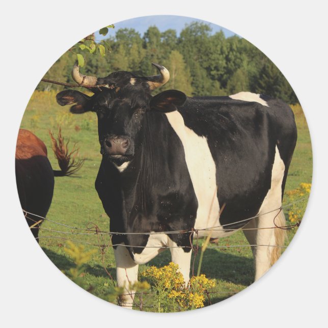 Nimm den Bull am Horn Runder Aufkleber (Vorderseite)