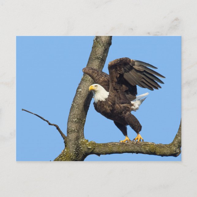 Nimm den Sprung! Postkarte (Vorderseite)