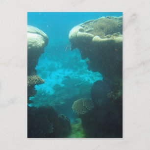 Ningaloo Reef Postkarte