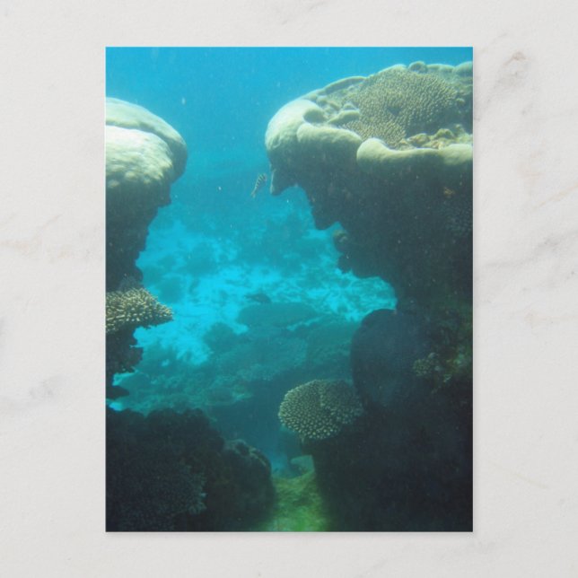 Ningaloo Reef Postkarte (Vorderseite)
