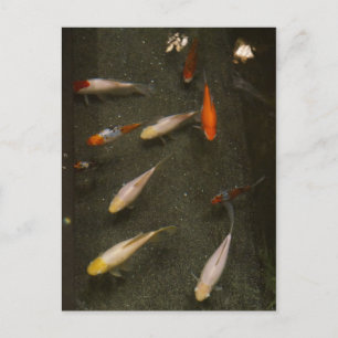 Nishikigoi (Koi Fish) Postkarte