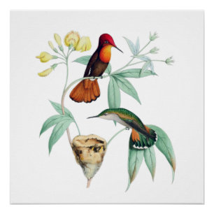 Nistende Kolibris Naturgeschichte Poster Druck