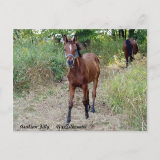 NiteSilhouette Postkarte