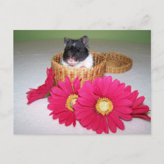 Noah-Süsse Postkarte