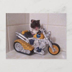 Noah-Zyklus Postkarte