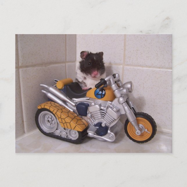 Noah-Zyklus Postkarte (Vorderseite)