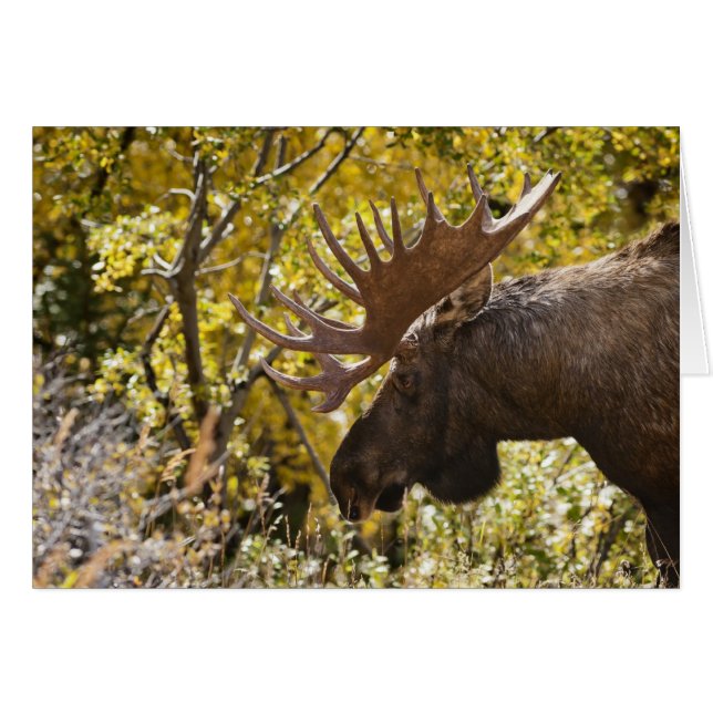Noble Bull Moose (Vorderseite (Horizontal))