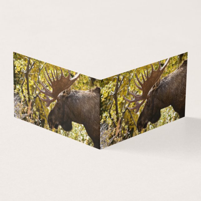 Noble Bull Moose (Vorderseite)